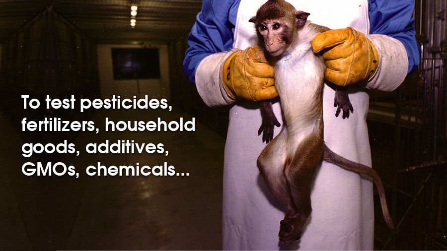 34_hls-animal-testing