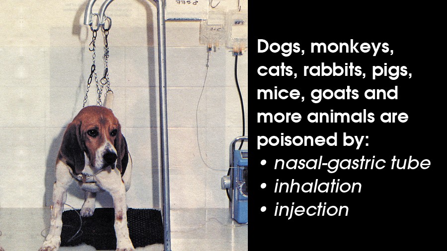 38_hls-animal-testing