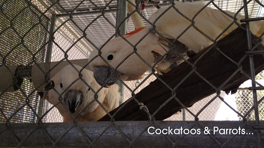 61_cockatoos