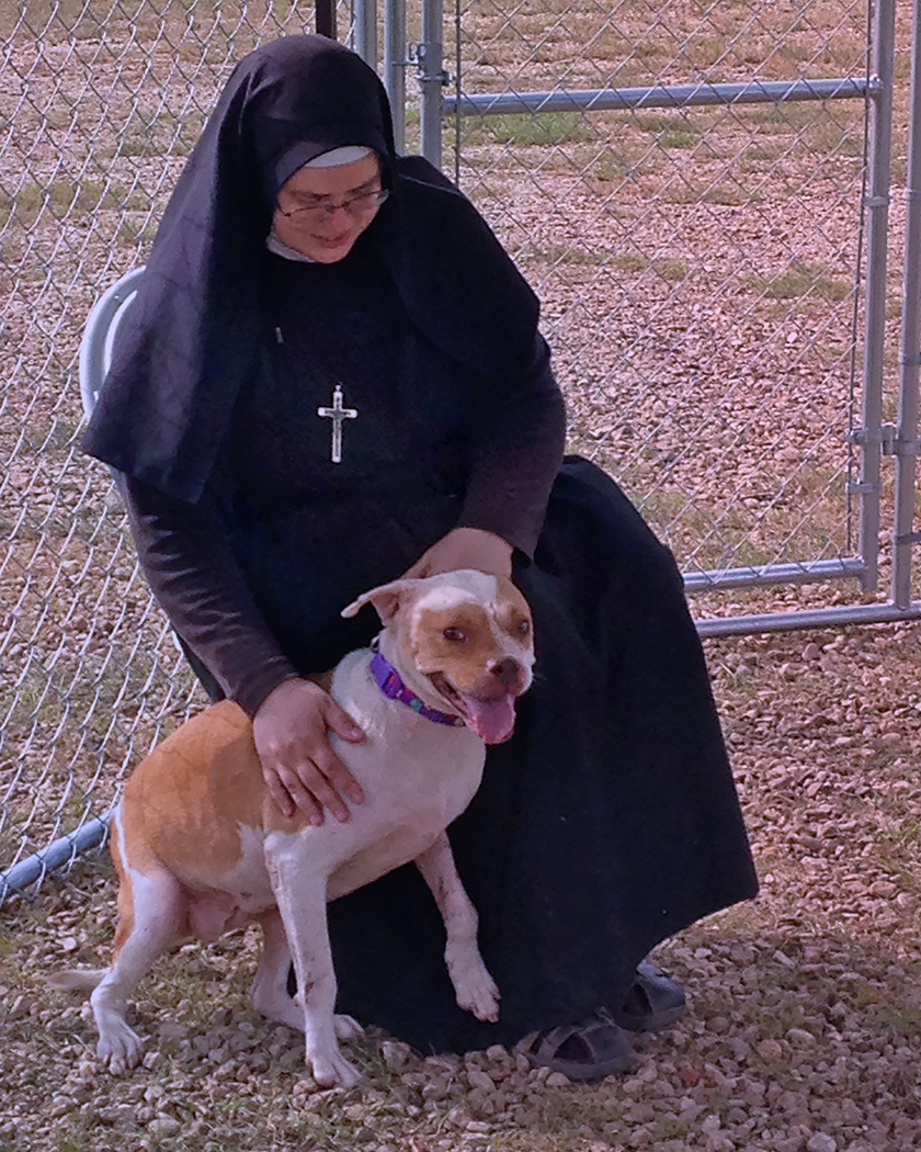 KC-DART officer Sister Michael Marie gains trust from a rescued pit bull at the Amite, LA flood shelter. (c) Kinship Circle, Louisiana Flood