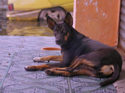 4_Shop Dogs