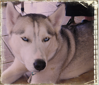 husky tornado survivor