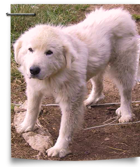 Some dogs in Hanson hoarding case were picked up in New Orleans after Katrina 280x335