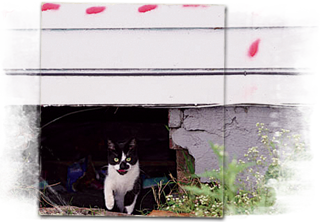 spraypaint marks indicate a black white cat is fed at this Katrina vacated home 320x222