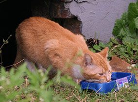 Butterscotch cat is sighted and fed on Montegut Street 284x210