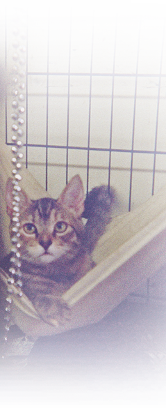 A rescued kitten at ARNO peers out from behind Mardi Gras beads 239x585