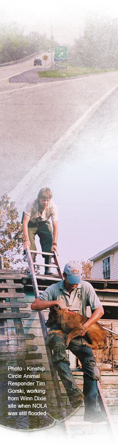 Tim Gorski steadies a ladder for a fellow rescuer to carry down a dog trapped in floodwaters 239x894