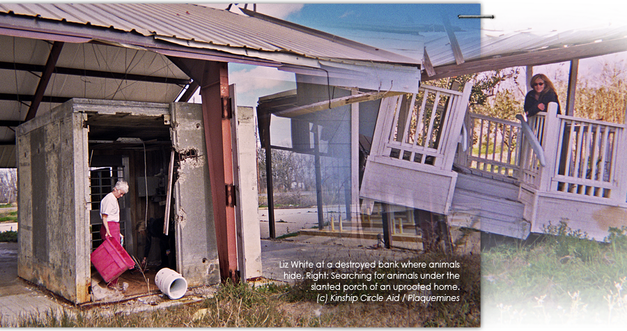 Searching for animals under an uprooted home, setting food trays at a destroyed bank where animals hide 900x475