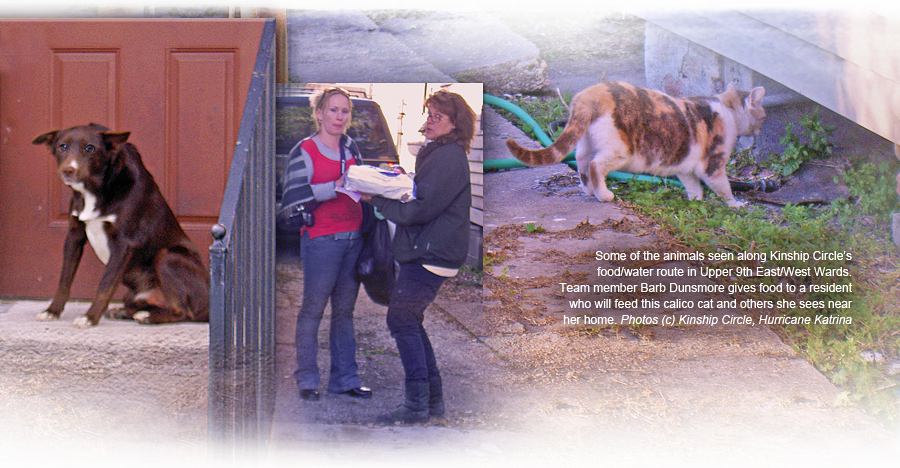 Animals documented and fed on a Kinship Circle route in Upper 9th Ward, New Orleans 900x468