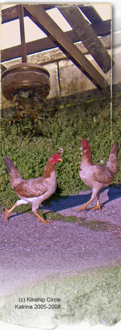 chickens are found wandering Upper 9th Ward West, New Orleans 239x650