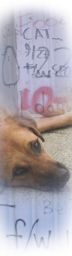 Animals roam empty parts of Upper 9th Ward East after Katrina 239x850