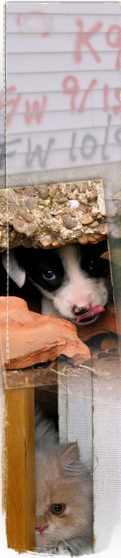 Spraypainted notes on homes tell rescuers where animals like this pup and kitten were seen, fed, saved or died 239x1100