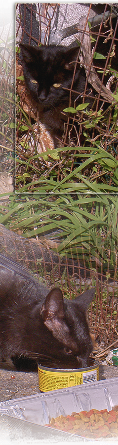 black cats are fed and documented along a Kinship Circle aid route in New Orleans 239x894