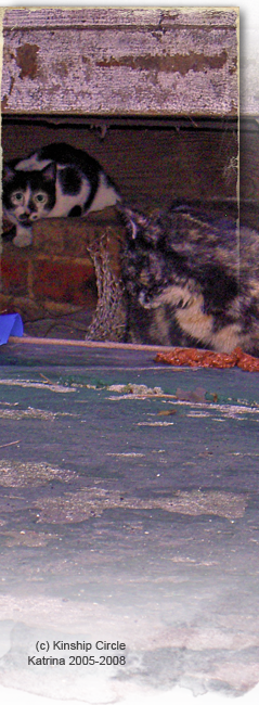 A black white cat and tortie cat hide in debris under a vacated home in Upper 9th Ward West 239x650