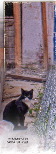 Baby Noah lookalike cat on NOLA streets 239by650