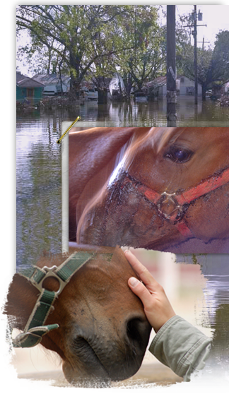 When Katrina waters receded, saltwater soaked pastures left grazing animals without food and 1000 horses died in just one day 324x558