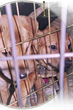 Rescued gold puppies at Animal Rescue New Orleans 239x360