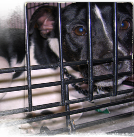 A black and white Katrina rescue dog at ARNO waits for his people, or chance at a new life 268x275