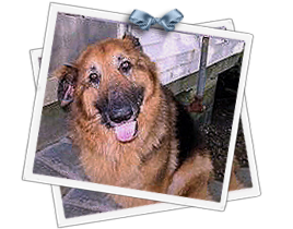 Nevie, a German Shepherd mix, was last seen in a fenced New Orleans yard on Pecan Street 268x210