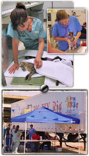 The Big Fix Rig makes spay neuter impact in Katrina stricken Gulf Coast regions 293x513