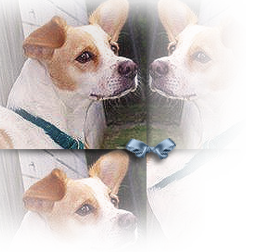 Katrina survivor Trina, a Brittany Spaniel mix found on Grand Isle during the storm, needs a new family 268x252