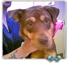 Jackson, a lab doberman mix, was found in Oct 2005 and taken to Winn Dixie rescue site 239x223