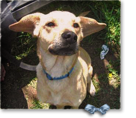 National Guard found Duke, a tan white American Staffordshire Terrier Mix, in a deserted building after Katrina 268x232