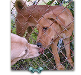 This young stray, possibly born after Katrina, was found on Terrytown, LA streets 268x246