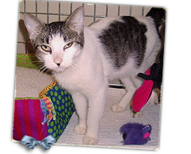 Angelica, a gray tabby white cat, walked right up to a rescue van at Lake Castle School in Northeast New Orleans 268x216