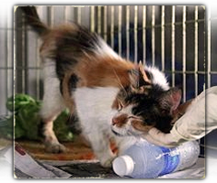 Cali Rose, a blind senior calico girl at ARNO, gets a forever home 239x202