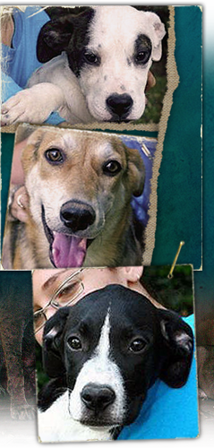 Puppies rescued from Israel during the conflict with Hezbollah arrive at JFK airport 239x500