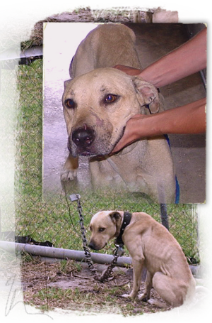 Phoenix, one of the Avondale pit bulls rescued from a cruel life in chains, is sick 300x455