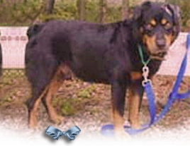 Beaumont, a male Rottie Australian Shep mix, was found in Sep 2005 around Lourdes Street, in New Orleans 268x207