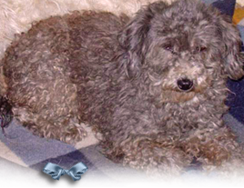 Little is a Toy Poodle girl apparently rescued with her bud Wee, a Terrier-Lhasa, in Chalmette, LA the first week of Sep 2005 268x207