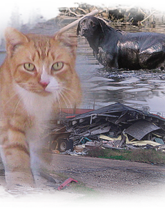 Animals who survived wind and water face starvation on empty Katrina streets 239x300