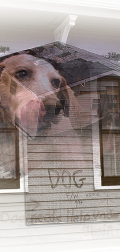 Animals like Buddy who survived wind and water face starvation on empty Katrina streets 239x500