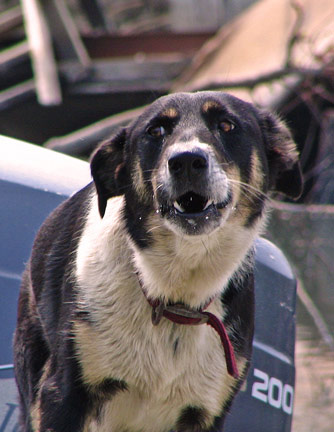 We walked back to a Jon boat, partially off of its trailer by the side of the road. Sure enough, there was a large black and white dog in the boat, and another smaller, weaker yellow dog lying nearby 334x432