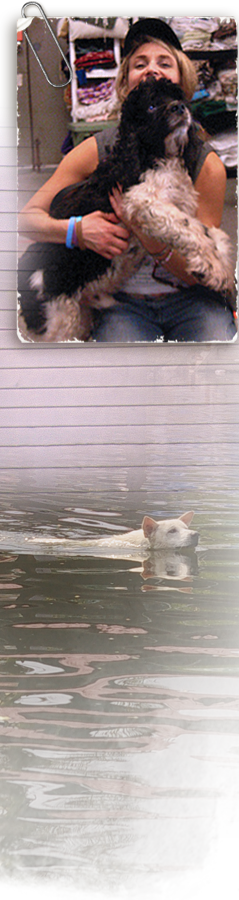 brenda and rescue dog at arno, white dog in floodwaters 239by900