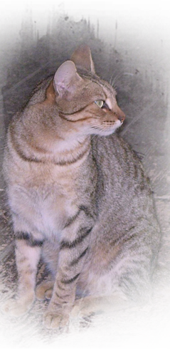 former companion cats left homeless by Katrina roam streets in search of food 239x490