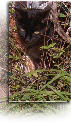 black cats fed along a Kinship Circle food water route in New Orleans 239x410