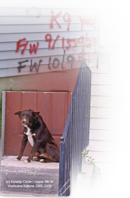 a dog waits on doorsteps in Upper 9th Ward West 422x640