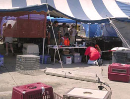 Volunteers converge from across the country to rescue stranded Katrina animals 262x200