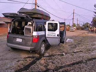 My muddy Honda Element is covered in scratches and paw prints, pet food smeared everywhere, bandages tangled in wire cages, I cannot count how many animals we pulled out who were near death 324x243