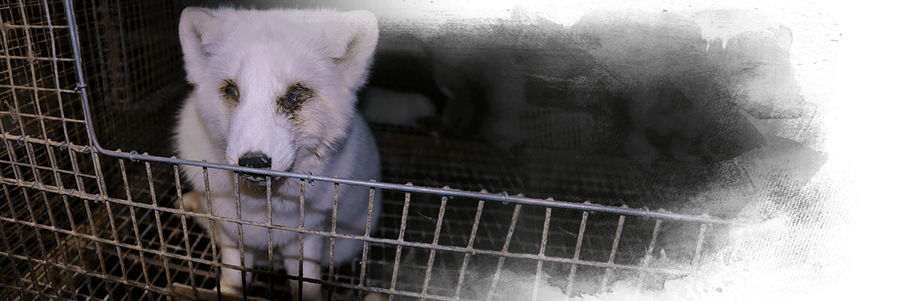 Undercover investigation of Finnish fur farms, Oikeutta ela imille