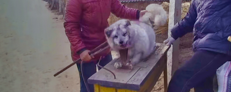Genital electrocution at China fur farm, PETA-UK photo