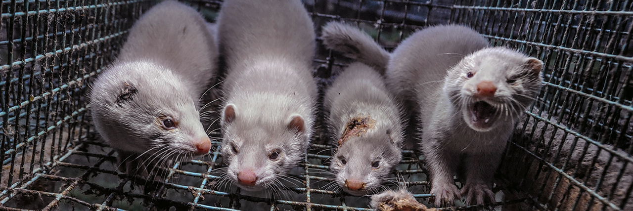 Mink rotting alive while farmed for their fur