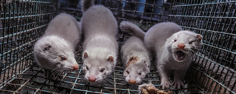 Mink rotting alive while farmed for their fur