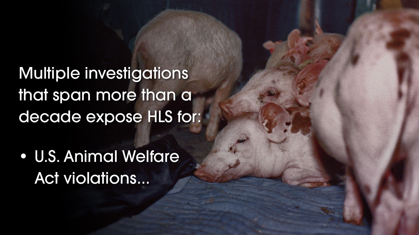 40-hls-Animal-Tests