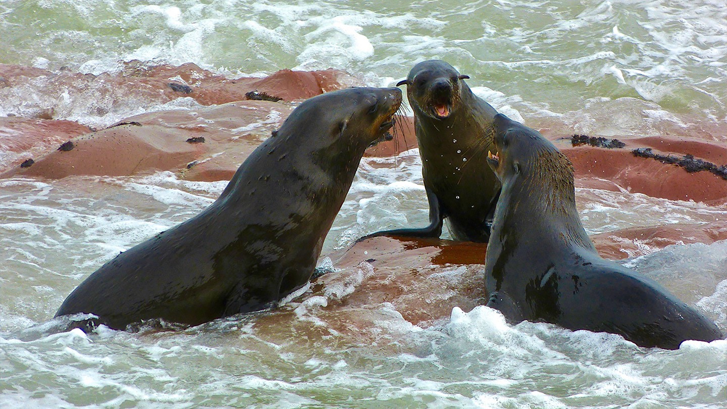 76-Namibia-Seals-ByAudreyBenedict