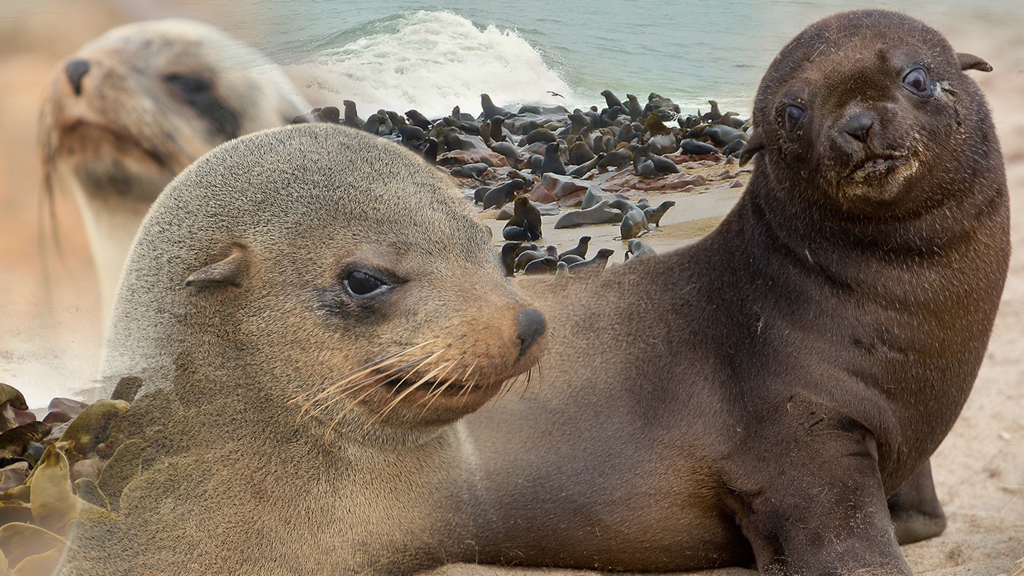 79-Namibia-Seal-Hunt